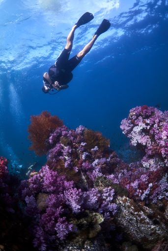 A vertical shot of a diver under the ocean