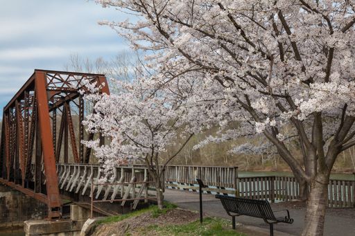 Beautiful Cherry trees in full spring bloom with old iron bridge and bench along a rail walkway at Hazel Ruby McQuain Park in Morgantown West Virginia