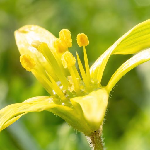 A close-up of a vibrant yellow flower in full bloom with soft green background.