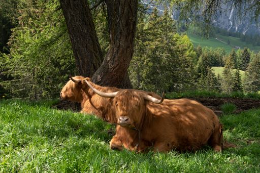 Brown big ox near the tree on green grass