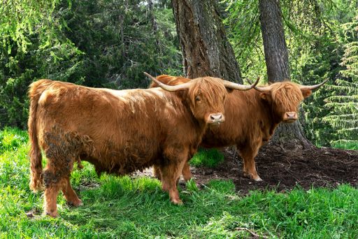 Brown big ox near the tree on green grass