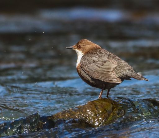 A dipper bird perched on a rock in a flowing river, showcasing its brown and white plumage.