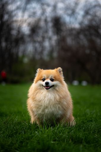 A fluffy Pomeranian dog sitting on green grass in a park with a blurred forest background