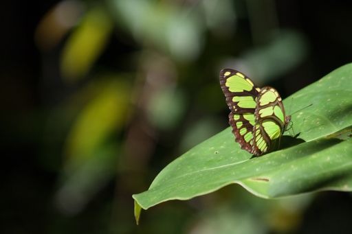 A closeup shot of a green butterfly on a leaf with blurred background