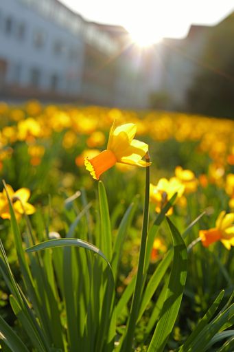 A vibrant field of daffodils glowing under the warm sunlight with a blurred urban backdrop.
