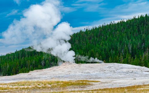 A stunning view of Old Faithful geyser erupting in Yellowstone National Park with a lush forest backdrop under a clear blue sky.