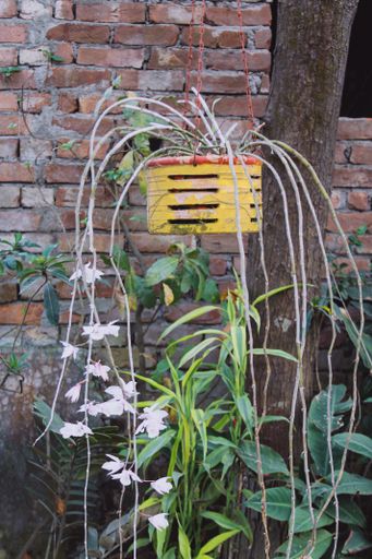 A vertical shot of hanging potted plant in the garden