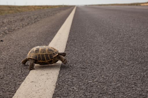 A turtle risking its life crossing the highway
