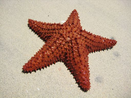 Close-up of a red starfish on sandy beach, highlighting its texture and vibrant color under sunlight.
