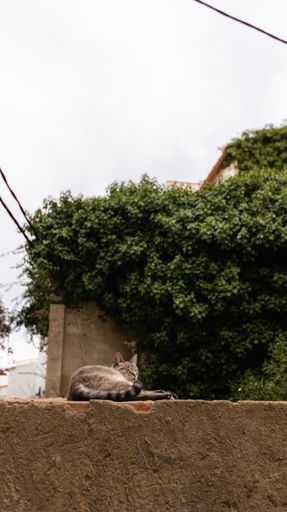 A vertical shot of a fluffy cat lying down on a stone surface in the corner of a street in Cadaques