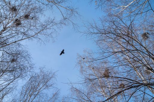 A low angle shot of trees with nests of birds against the blue sky in early spring