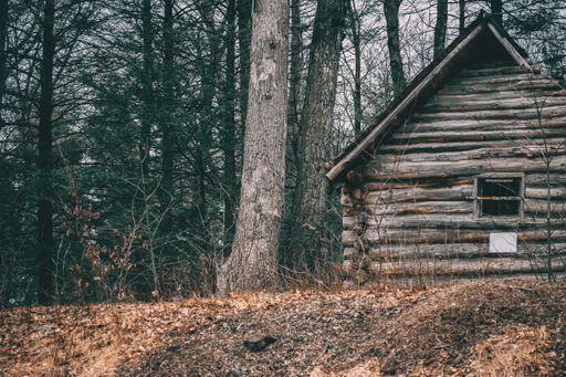 A shot of a wooden cabin near trees in a forest