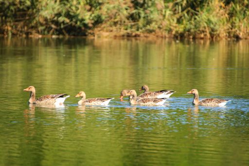 The greylag geese swimming in the water. Wildlife on Danube river near Regensburg city, Germany.