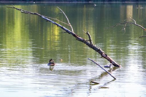 The great crested grebe. Wildlife on Danube river near Regensburg city, Germany.