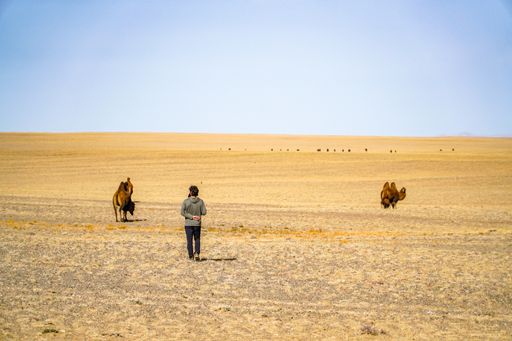 A man in a wilderness with camels on a sunny day