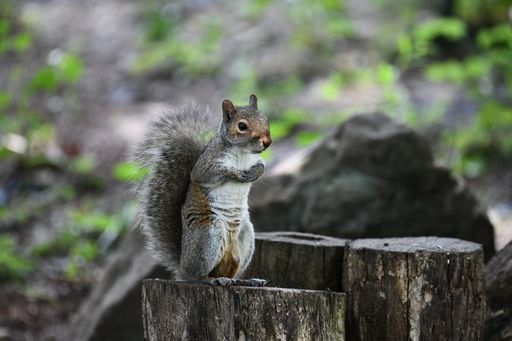 A squirrel perched on a tree stump in a forest setting, surrounded by greenery and blurred background.