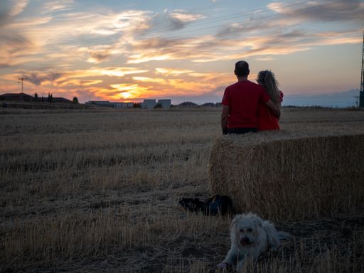 A back view of a romantic young couple with their dog looking at the sunset on a beach