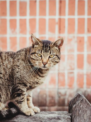 A vertical closeup of a gray tabby cat sitting on the wooden fence.