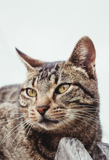 A vertical closeup of a gray tabby cat.