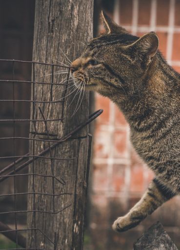 A vertical closeup of a gray tabby cat.