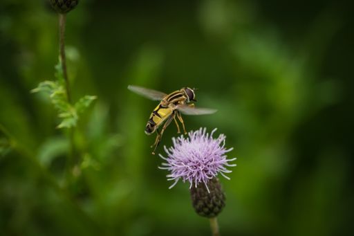 A scenic view of a bee perched on a thistle flower on a blurred background