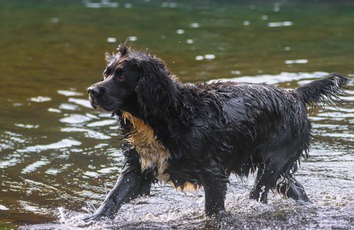 A wet black dog with a white chest walks through shallow water in a natural setting, showcasing its playful and adventurous spirit.
