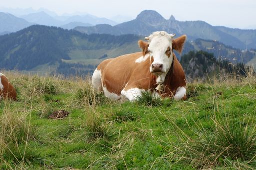 A shallow focus of a cow laying in the grass in the mountains