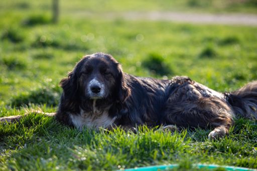 A closeup of the dark gray long-haired dog lying on the grass.