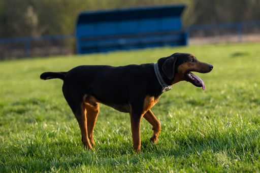 The black hound walking on the green lawn.