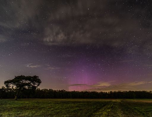 A serene night landscape with a lone tree under a starry sky and a hint of aurora in the distance.
