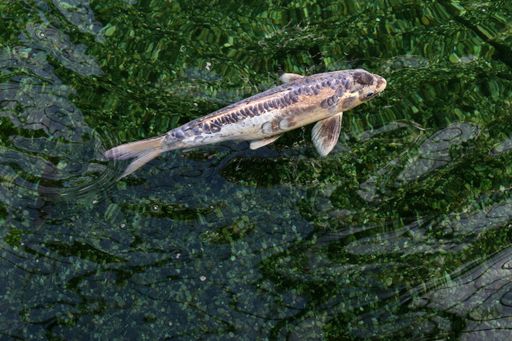 A beautiful fish swimming in a pond