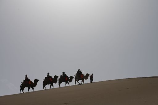 Camels walking through a vast desert under a clear sky