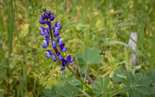 Close-up of a vibrant purple lupine flower in a lush green meadow, showcasing natural beauty and tranquility.