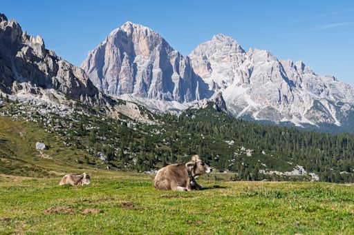 Cows resting on a grassy meadow with the majestic Dolomites in the background under a clear blue sky.