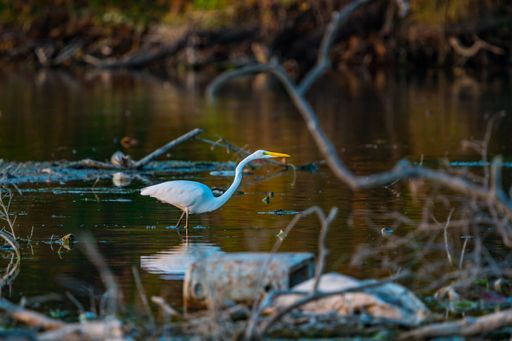 The Eastern Great Egret at White Rock Lake in Dallas, TX