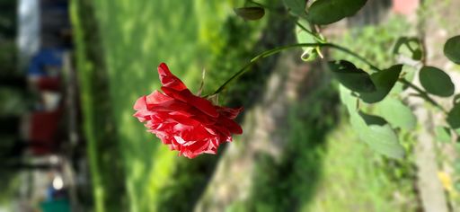 A vertical shot of a red rose blooming in a park under the sunlight with a blurry background