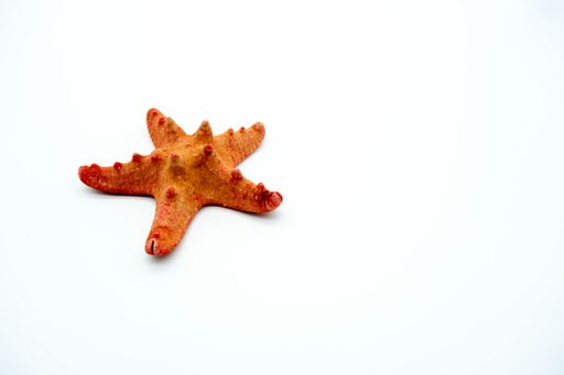 A closeup shot of a starfish isolated on a white background