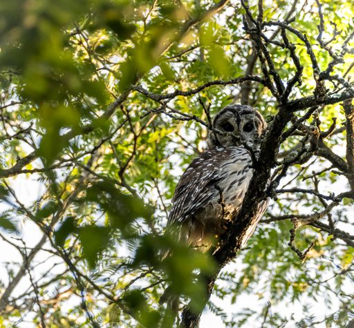 A shallow focus of an owl perched on tree branches
