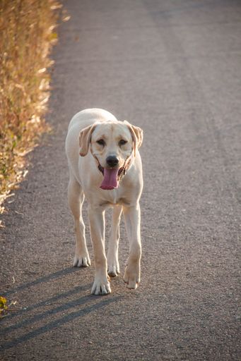 The dog in the park