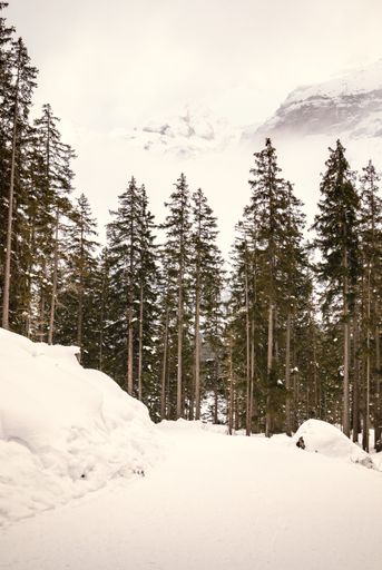 A vertical shot of beautiful coniferous trees on the snowy mountains of Switzerland on a cold winter day