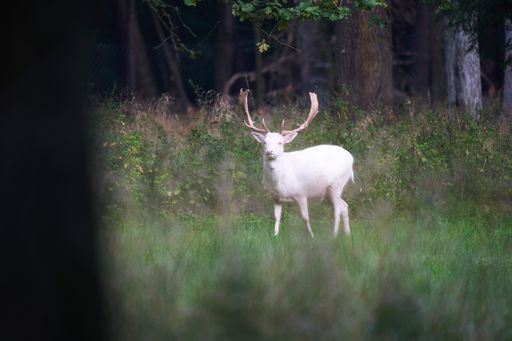 A shallow focus of a beautiful deer pasturing in the forest