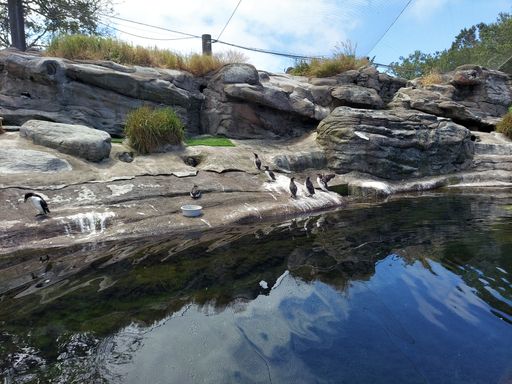 A close up shot of the view of a great lake in the park and many of beautiful penguins in a daylight