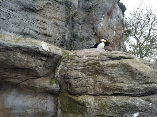A close up shot of a beautiful duck sitting in the day light on a big rock