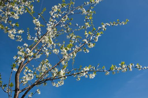 A springtime blossoms on a tree branch against a vibrant blue sky, showcasing nature's beauty.