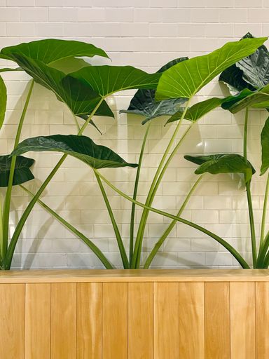 A vertical shot of tropical plants growing in front of a white brick wall