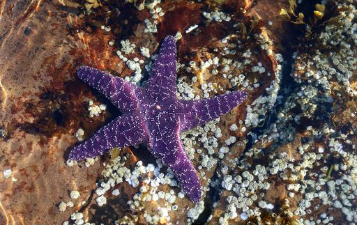 Mauve starfish on stone with sunlight refracting on it in the Pacific Ocean in Nanoose on Vancouver Island