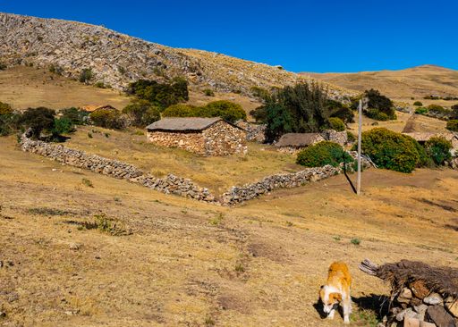 A stone house and a typical sheepdog of the rural area of ​​the Sierra de Peru