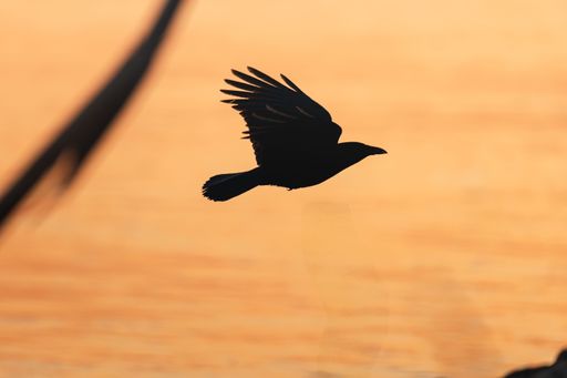 Silhouette of a bird in flight against a warm orange sunset sky, capturing the essence of freedom and nature's beauty.