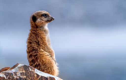 A meerkat stands alert on a rock with a blurred blue background, showcasing its detailed fur and attentive posture.