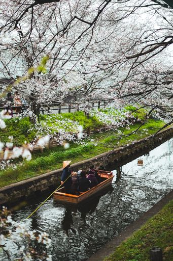 A serene boat ride under cherry blossoms along a tranquil canal, featuring a group of people enjoying the scenic view.